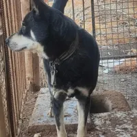 سگ ژرمن دوبرمن