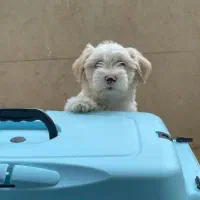 شیتزو نر تربیت شده