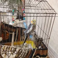 عروس هلندی سخنگو