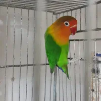 کوتوله برزیلی نر مست مست فیشر آماده جفتگیری