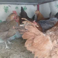 فروش چندتا مرغ بومی