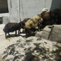 سه راس میش بره