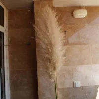 گل طبیعی|گل و گیاه طبیعی|شیراز, احمدآباد|دیوار