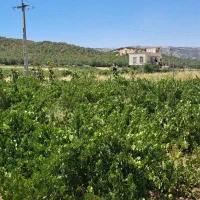 فروش باغ|فروش زمین و ملک کلنگی|مریوان, |دیوار