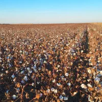 زمین-کشاورزی-اجاره