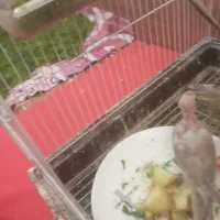 ۴تا جوجه عروس تقریبا دون خور شدن|پرنده|سبزوار, طبرسی (جعفرآباد)|دیوار