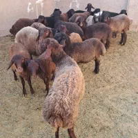 ۱۹راس بره نر افشار همو هترو