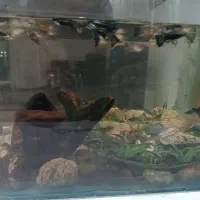 فروش ماهی گوپی تعداد حدود ۱۵۰|ماهی|میاندوآب, |دیوار