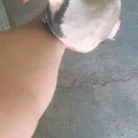 معاوضه سهره یا قناری با عکس دوم|پرنده|ایذه, |دیوار