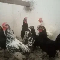 جاپنیز. (جوجه و خروس.)