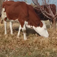 گوساله اصل سمینتال پای کل وگوسال|حیوانات مزرعه|نوشین شهر, |دیوار