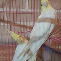 پرنده طوطی عروس هلندی|پرنده|قزوین, |دیوار