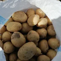 سیب زمینی بذری|عمده‌فروشی|اقلید, |دیوار