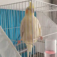 عروس هلندی نر|پرنده|مشهد, عسگریه|دیوار