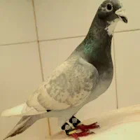 سه تا عروسک