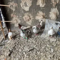 گرفتنی کفتر بوم|حیوانات|نیشابور, امین اسلامی|دیوار