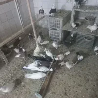 کبوتر  پرشی