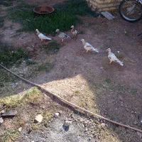 کبوتر
