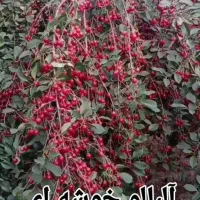 فروش نهال|خدمات باغبانی و درختکاری|امامزاده عبدالله, |دیوار