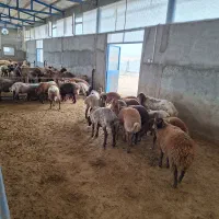 فروش بره های همو وهترو حامل ژن چند قلوزایی