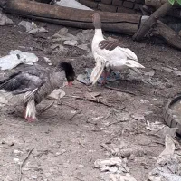 قو گاز
