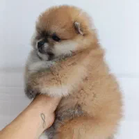 پامرخرسی جنسیت نر|سگ|مشهد, الهیه|دیوار