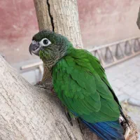 گرینچیک گم شده