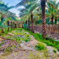 فروش انواع نخل وپاجوش پاجوش از 30سانت به بالا
