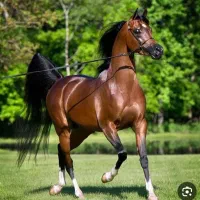 اسبکشی وحمل دام زنده