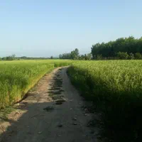 فروش زمین شالیزار برنج ۶۵۰۰ متر|فروش زمین و ملک کلنگی|آستانه اشرفیه, |دیوار