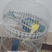 ی جفت مرغ عشق