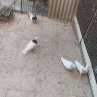 پرنده|پرنده|سمنان, |دیوار