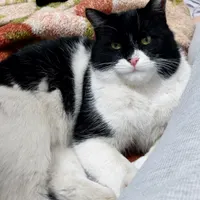 گربه گم شده