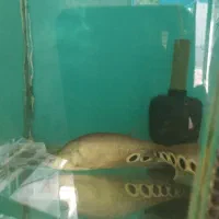 انواع ماهی گوشتخوار وگیاهخوار|ماهی|ایلام, |دیوار