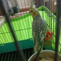 عروس هلندی نر رام با قفس