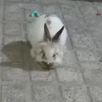 خرگوش لپ نر|موش و خرگوش|مشهد, نظام دوست|دیوار