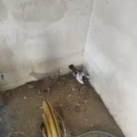 کبوتر کفتر|پرنده|کرج, کوی امامیه|دیوار