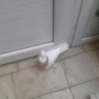 کفتر ماده طوقی