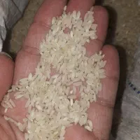 برنج محلی|خوردنی و آشامیدنی|لامرد, |دیوار