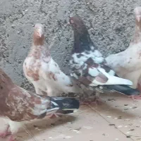 فروش باهم کبوترا
