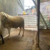 فروش گوسفند قوچ لاکروف چند قلو زای|حیوانات مزرعه|بابکان, |دیوار