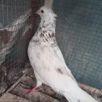 نر و ماده فروشی|پرنده|آران و بیدگل, |دیوار