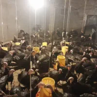 فروش بوقلمون نر شیش ماهه