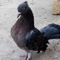 کفتر دمچتری