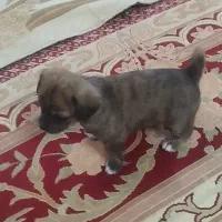 سگ اشپیز پامر روباهی|سگ|فسا, |دیوار