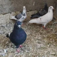 کبوتر  عتیقه جوجه و بزرگ|پرنده|آزادشهر, |دیوار