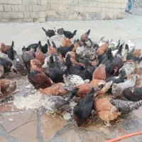 مرغ و خروس محلی