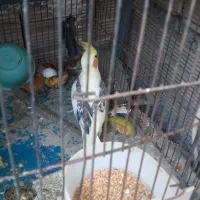 عروس‌‌هلندی‌