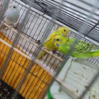 یک جفت مرغ عشق و جوجشون