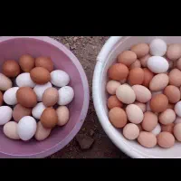 تخم مرغ رسمی|خوردنی و آشامیدنی|ساوه, |دیوار